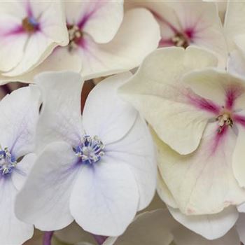 Hydrangea macrophylla 'Camilla'(s)