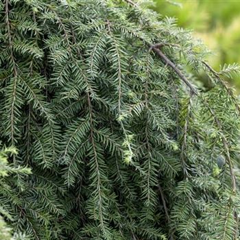 Tsuga canadensis 'Pendula'