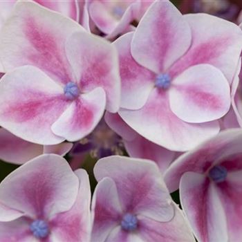 Hydrangea macrophylla 'Camilla'(s)