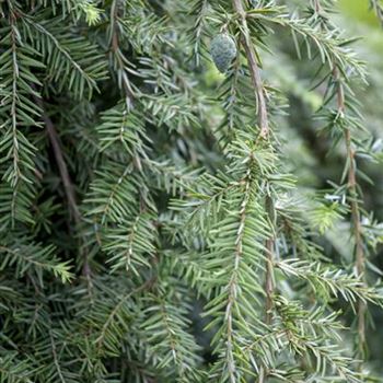 Tsuga canadensis 'Pendula'