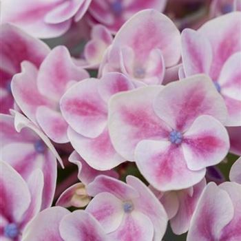 Hydrangea macrophylla 'Camilla'(s)