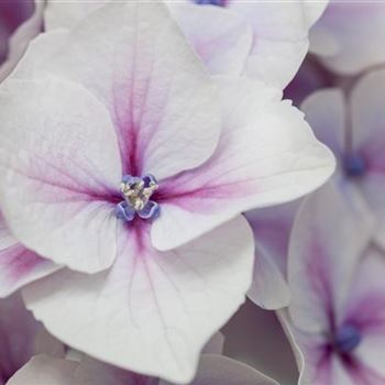 Hydrangea macrophylla 'Camilla'(s)