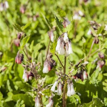 Symphytum grandiflorum