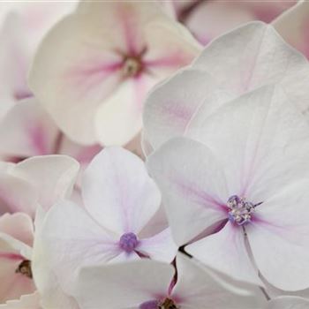 Hydrangea macrophylla 'Camilla'(s)