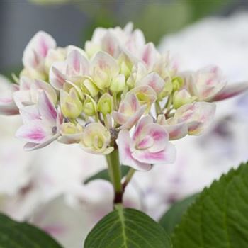 Hydrangea macrophylla 'Camilla'(s)