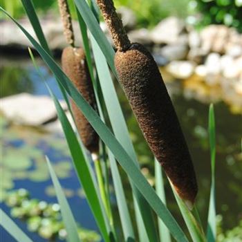 Typha angustifolia