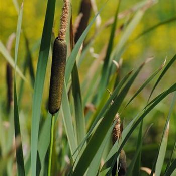 Typha angustifolia