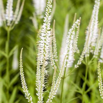 Veronicastrum virginicum 'Album'