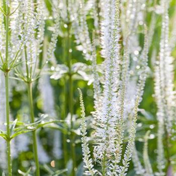 Veronicastrum virginicum 'Album'