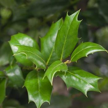 Ilex aquifolium