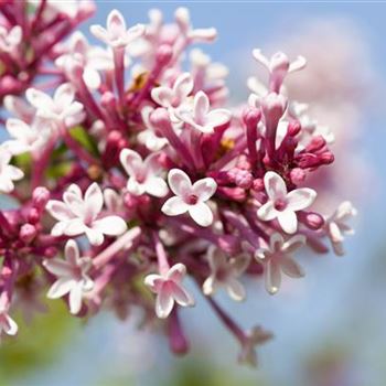 Syringa microphylla 'Superba'