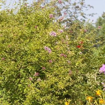 Syringa microphylla 'Superba'