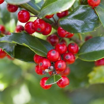 Ilex aquifolium