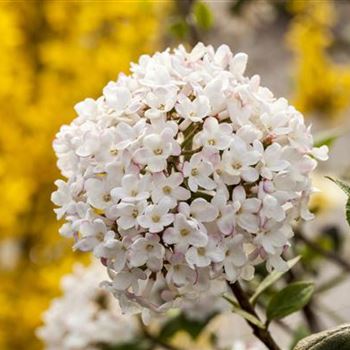 Viburnum carlesii