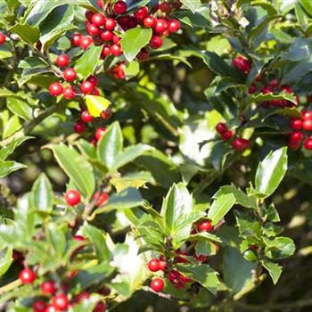 Ilex aquifolium