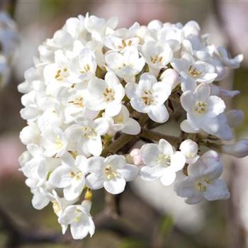 Viburnum carlesii 'Aurora'