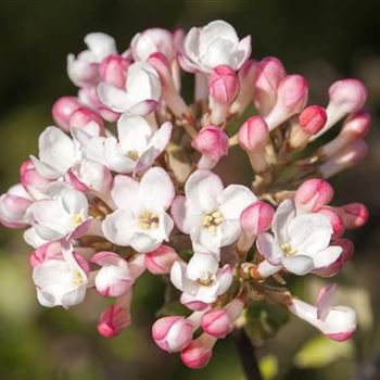 Viburnum carlesii 'Aurora'