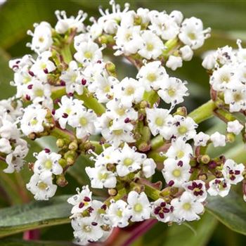 Viburnum davidii