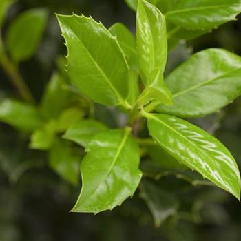 Ilex aquifolium 'J.C. van Tol'