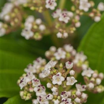 Viburnum davidii