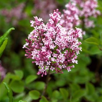 Syringa 'Tinkerbelle'®