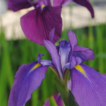 Iris ensata