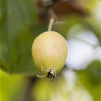 Malus 'John Downie'