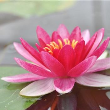 Nymphaea 'Burgundy Princess'