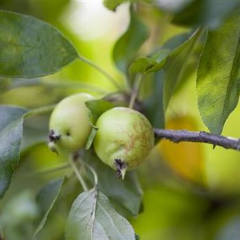 Malus 'John Downie'