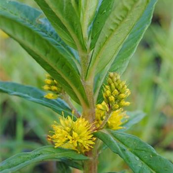 Lysimachia thyrsiflora