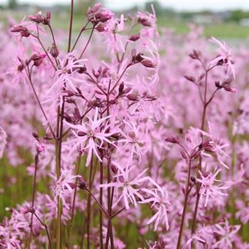 Lychnis flos-cuculi