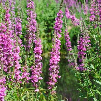 Lythrum salicaria