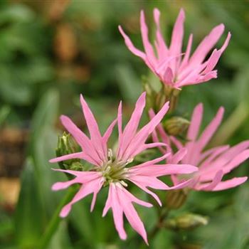 Lychnis flos-cuculi 'Nana'