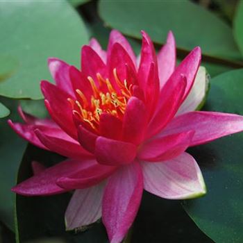 Nymphaea 'Froebeli'