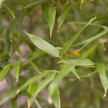 Phyllostachys bissetii