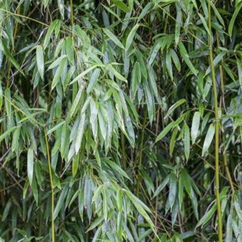 Phyllostachys bissetii