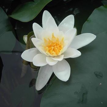 Nymphaea 'Gladstoniana'