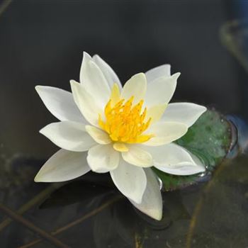 Nymphaea 'Hever White'