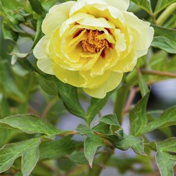 Paeonia x suffruticosa 'High Noon'