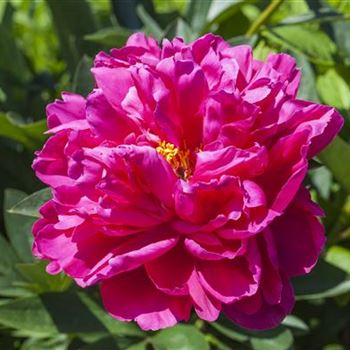 Paeonia x suffruticosa, rosa