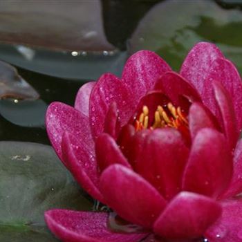 Nymphaea 'James Brydon'