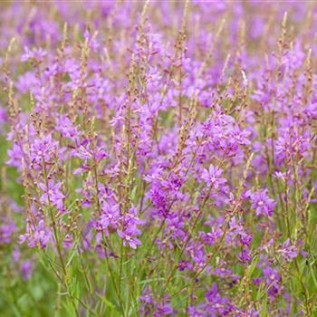 Lythrum virgatum 'Swirl'