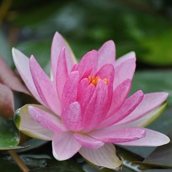 Nymphaea 'Laydekeri Lilacea'