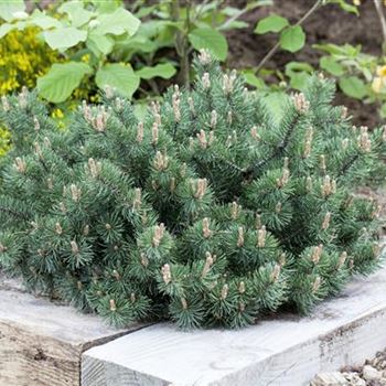 Pinus mugo 'Humpy'