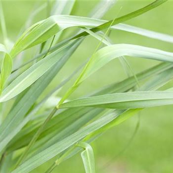 Panicum virgatum 'Hänse Herms'