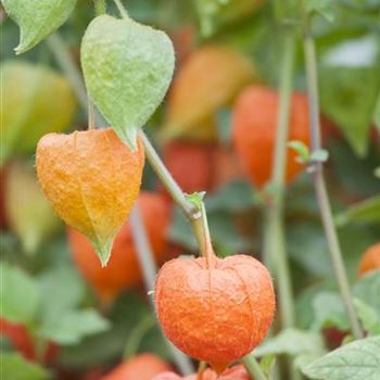 Physalis alkekengi var. franchetii