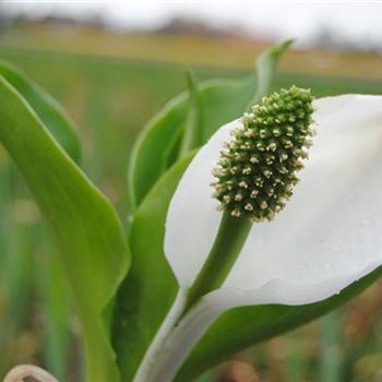 Lysichiton camtschatcensis