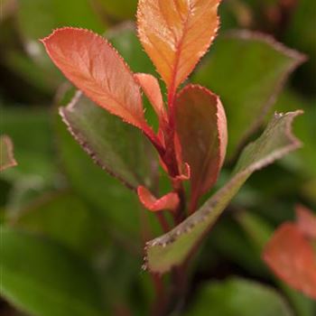 Photinia fraseri 'Little Red Robin'