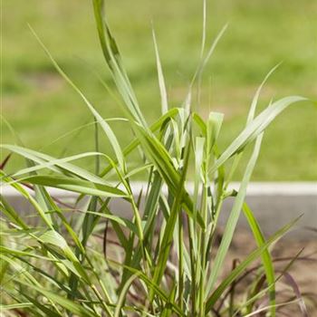 Panicum virgatum 'Hänse Herms'