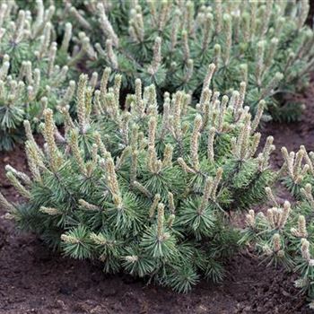 Pinus mugo 'Humpy'